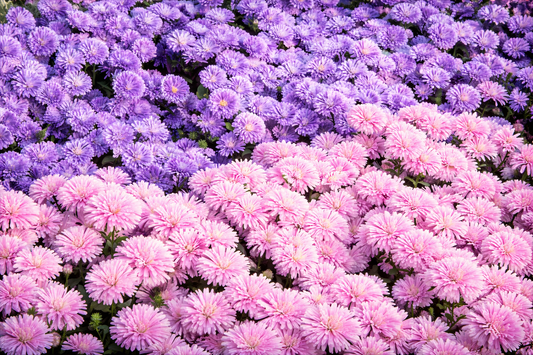 ASTER EN DOS TONOS. Lámina Decorativa Original.