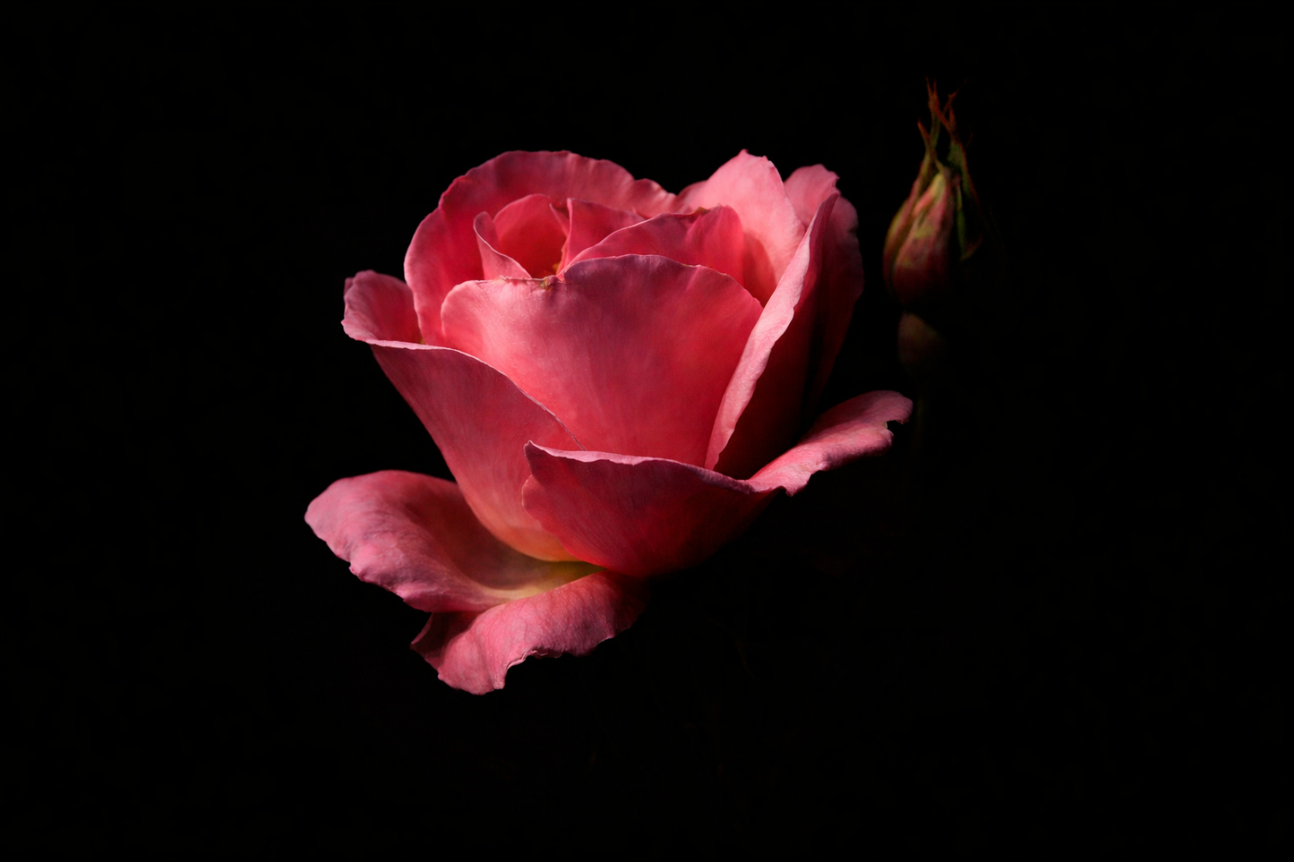 LAMINA DECORATIVA ROSA SOBRE FONDO NEGRO