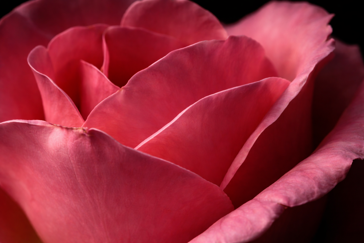LAMINA DECORATIVA ROSA SOBRE FONDO NEGRO
