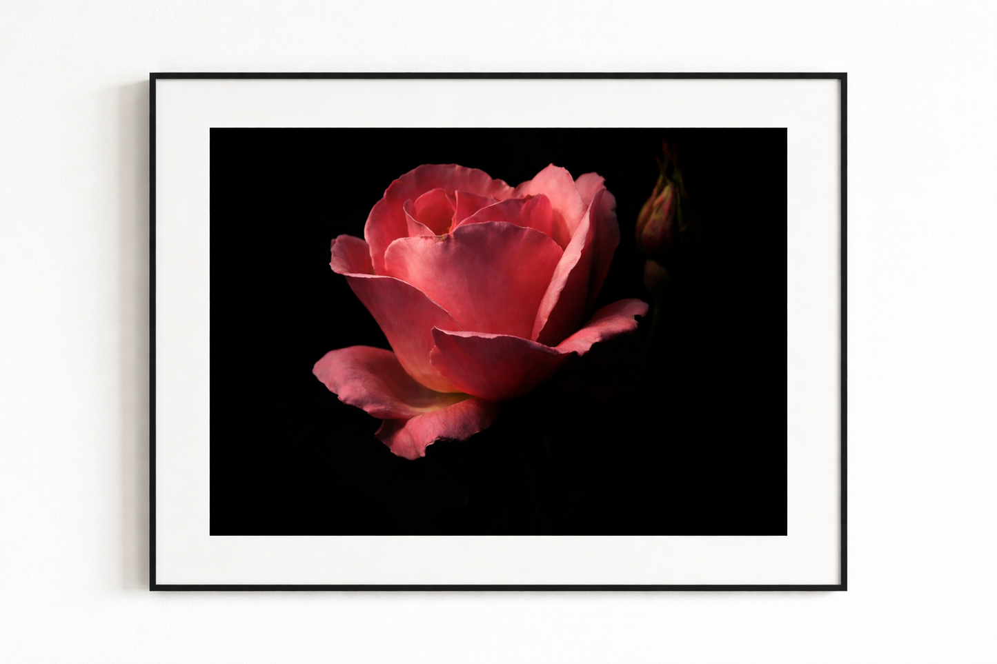 LAMINA DECORATIVA ROSA SOBRE FONDO NEGRO