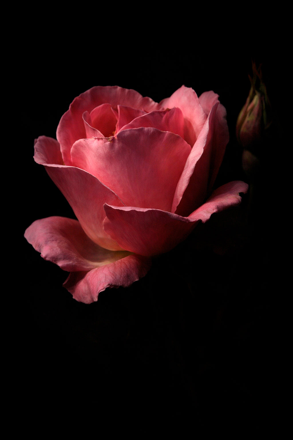 LAMINA DECORATIVA  "ROSA SOBRE FONDO NEGRO"