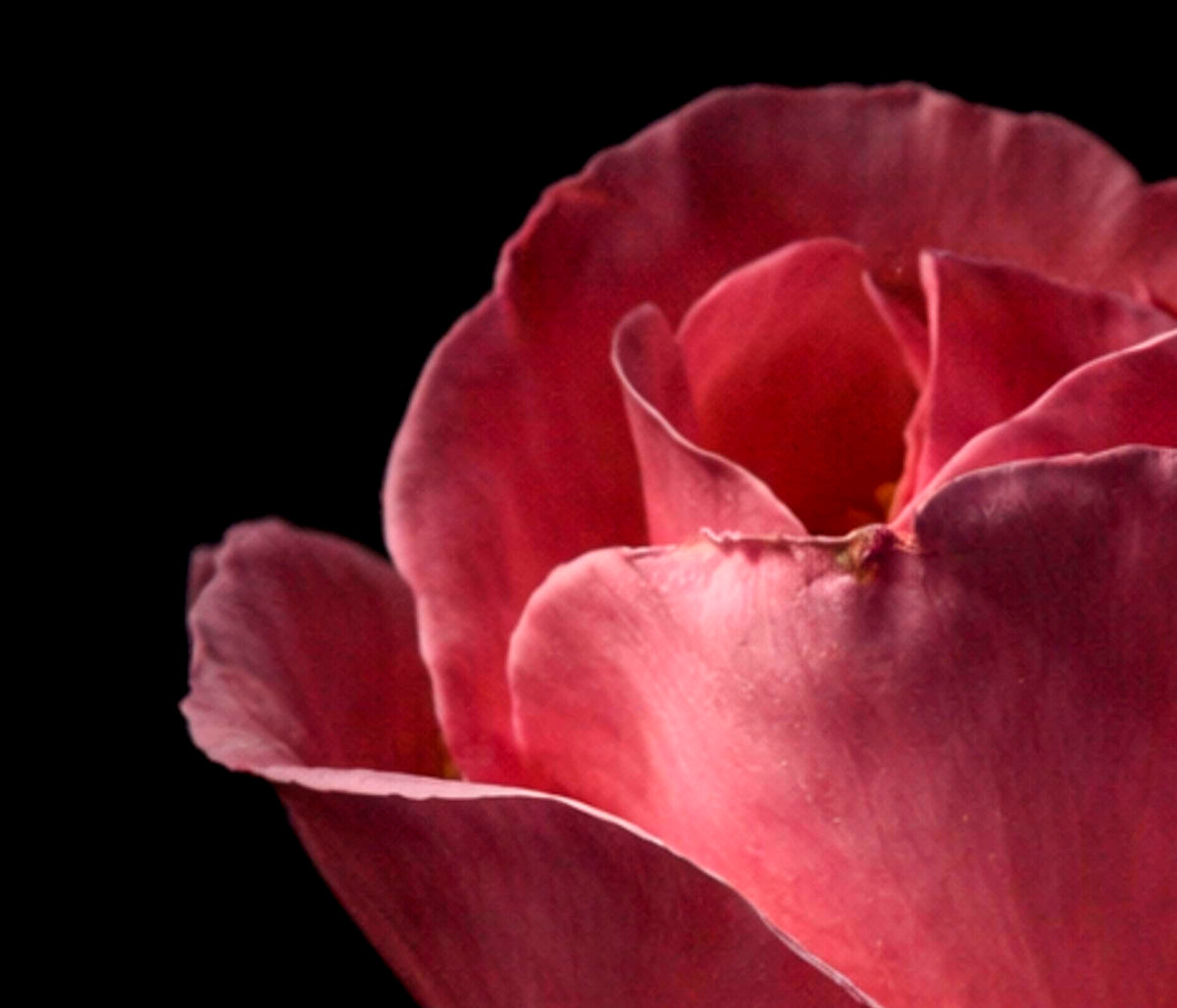 LAMINA DECORATIVA  "ROSA SOBRE FONDO NEGRO"