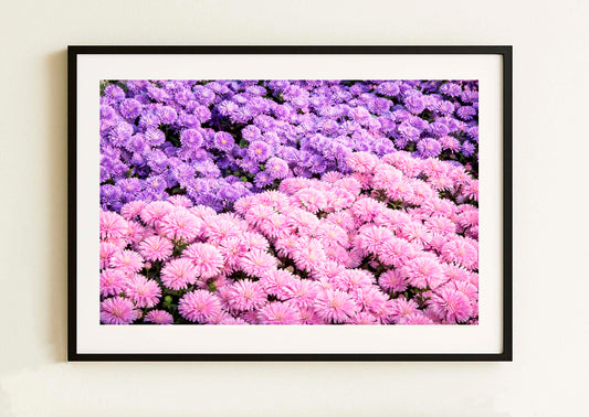 LAMINA DECORATIVA  "ASTER EN DOS TONOS"