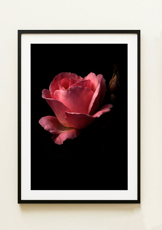 LAMINA DECORATIVA  "ROSA SOBRE FONDO NEGRO"
